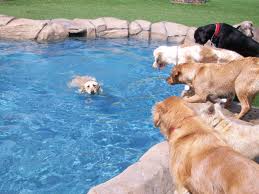 Ka'anapali pet boarding, Maui dog daycare and grooming Maui