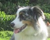 Maui Pet Boarding and Sitting, Ka'anapali pet boarding, Maui dog daycare and grooming Maui