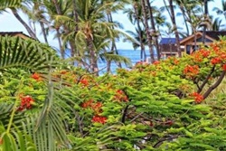 Puamana Premiere Garden Unit. VRBO Calendar, pet friendly vacation rentals in Kaanapali, Hawaii, dog friendly rentals in Ka'anapali, Maui