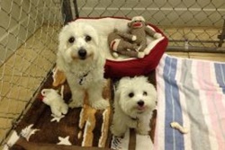 Wailuku Pet Clinic, vets in Maui, West Maui veterinarians, vets near Ka'anapali, Hawaii